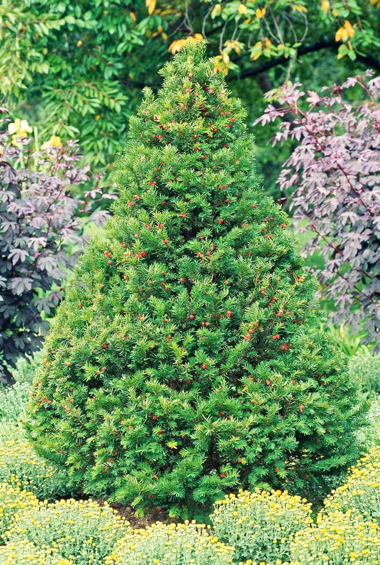 Taxus Cuspidata Capitata - View 15 from www redcrocus com