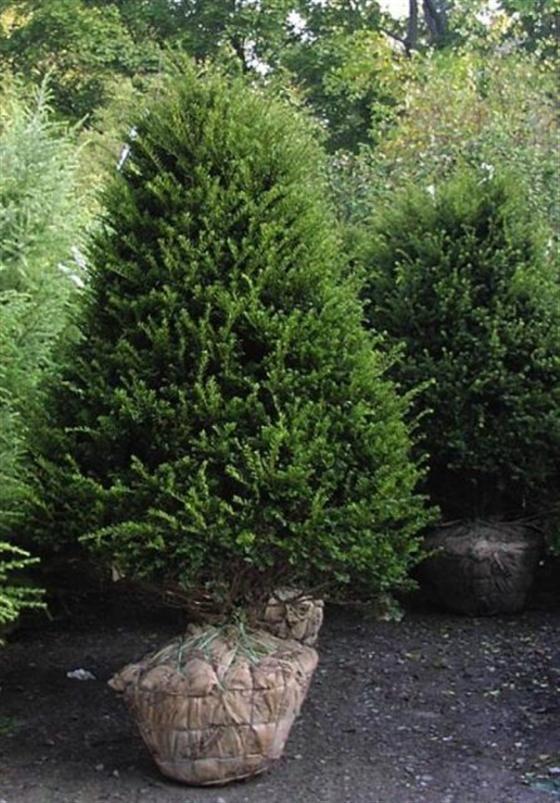 Taxus Cuspidata Capitata - View 2 from www redcrocus com