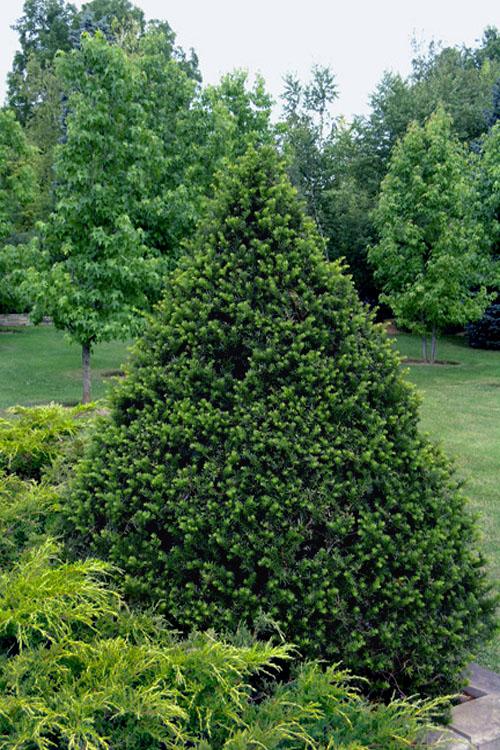Taxus Cuspidata Capitata - View 3 from www redcrocus com