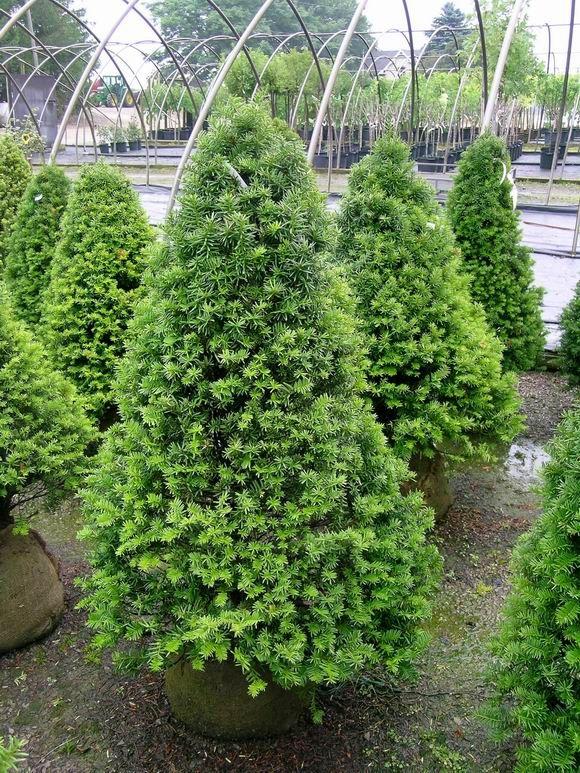 Taxus Cuspidata Capitata - View 7 from www redcrocus com