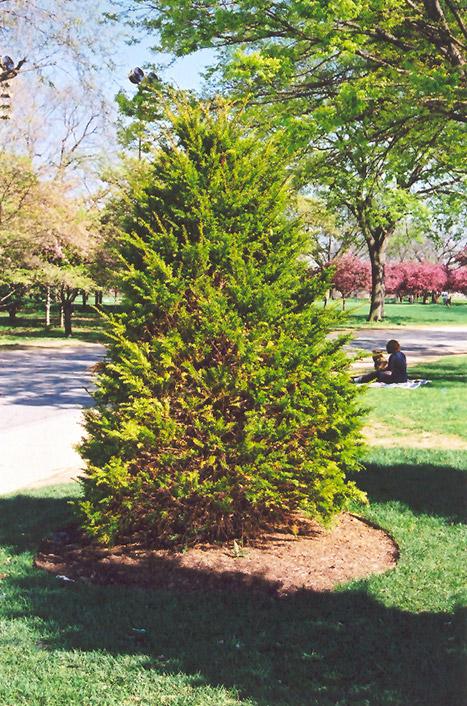 Taxus Cuspidata Capitata - View 8 from www redcrocus com