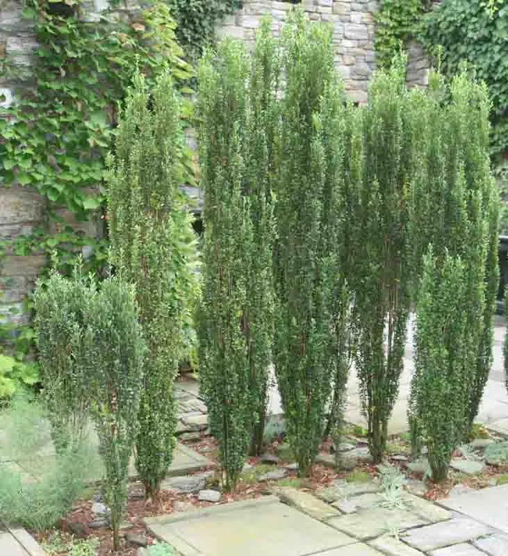 Ilex Crenata Sky Pencil - View 15 from www redcrocus com