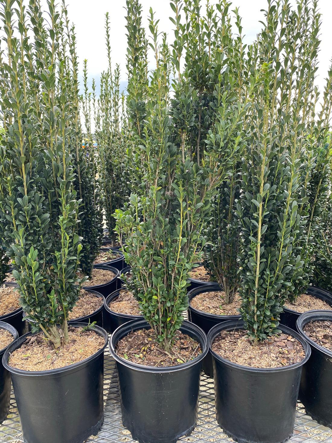 Ilex Crenata Sky Pencil - View 18 from www redcrocus com