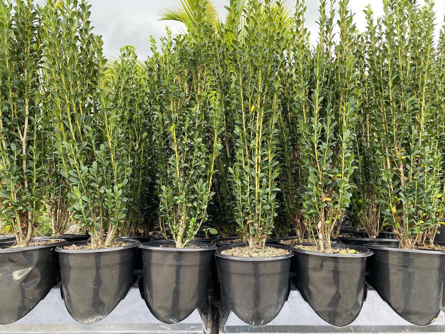 Ilex Crenata Sky Pencil - View 20 from www redcrocus com