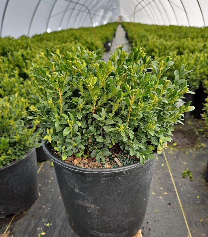 Buxus Microphylla Green Gem - View 15 from www redcrocus com