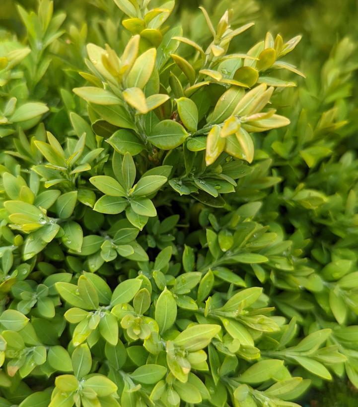 Green Gem Littleleaf Boxwood Buxus microphylla - Compact Evergreen Shrub for Hedges & Containers, Deer Resistant, Pet Friendly, Low Maintenance Garden Plant  2.5/3' w B&B