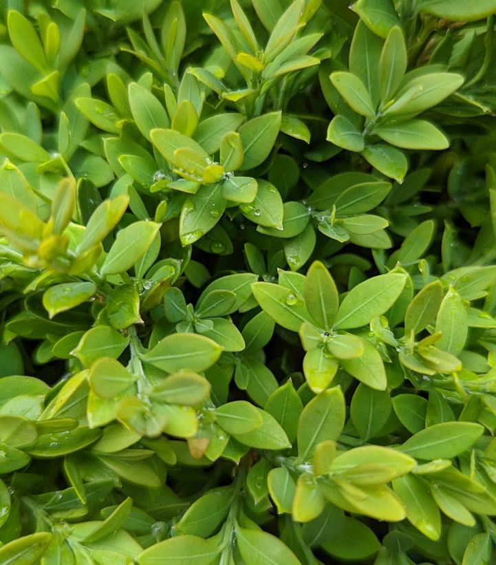 Buxus Microphylla Green Gem - View 5 from www redcrocus com