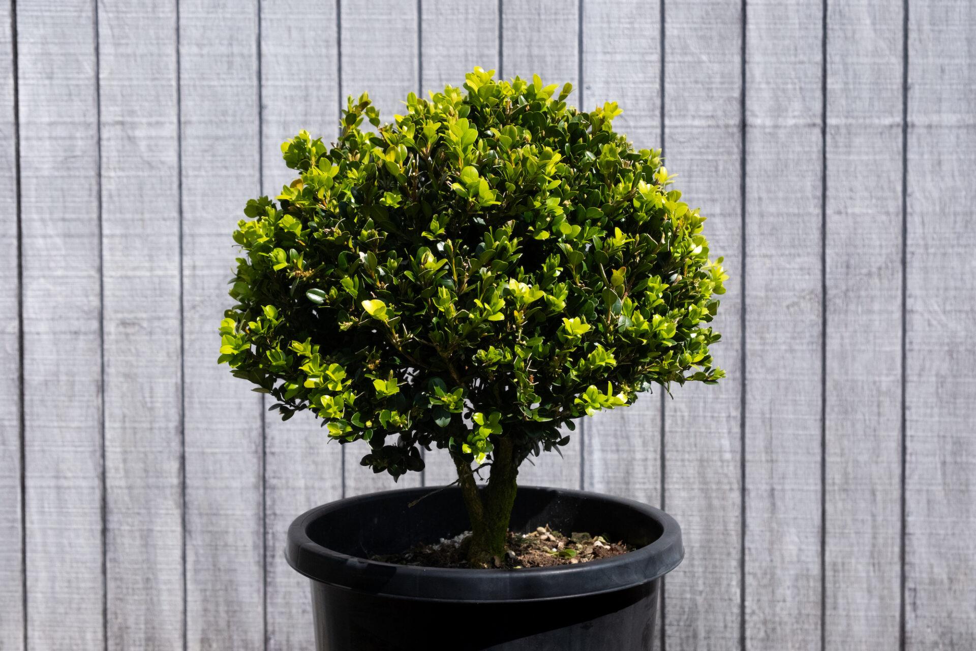 Buxus Microphylla Green Gem - View 6 from www redcrocus com