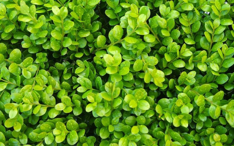 Buxus Microphylla Green Gem - View 7 from www redcrocus com