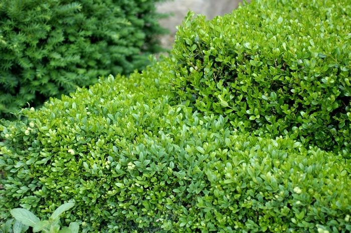 Buxus Microphylla Green Gem - View 9 from www redcrocus com