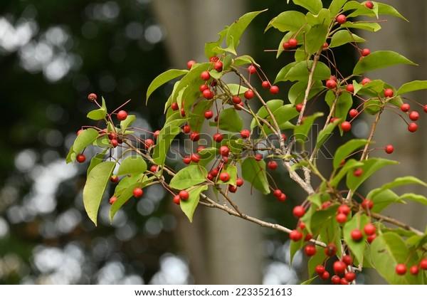 RedCrocus Longstalk Holly Ilex pedunculosa Female Evergreen Shrub, Partial Shade, Deer Resistant, Container Friendly, Zone 7-9, Glossy Foliage, Red Berries  4/5' h B&B