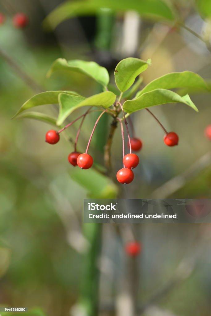 RedCrocus Longstalk Holly Ilex pedunculosa Female Evergreen Shrub, Partial Shade, Deer Resistant, Container Friendly, Zone 7-9, Glossy Foliage, Red Berries  4/5' h B&B
