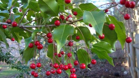 RedCrocus Longstalk Holly Ilex pedunculosa Female Evergreen Shrub, Partial Shade, Deer Resistant, Container Friendly, Zone 7-9, Glossy Foliage, Red Berries  4/5' h B&B