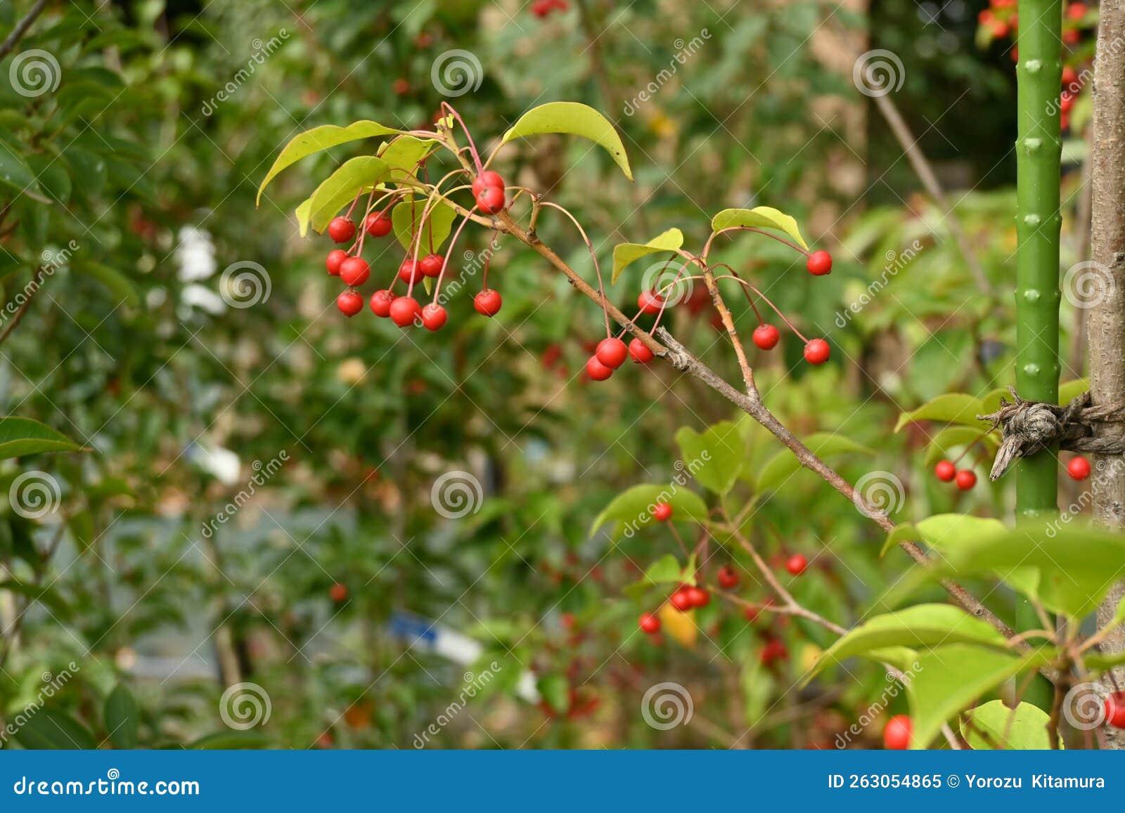 RedCrocus Longstalk Holly Ilex pedunculosa Female Evergreen Shrub, Partial Shade, Deer Resistant, Container Friendly, Zone 7-9, Glossy Foliage, Red Berries  4/5' h B&B