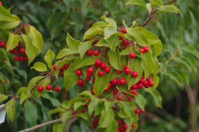 RedCrocus Longstalk Holly Ilex pedunculosa Female Evergreen Shrub, Partial Shade, Deer Resistant, Container Friendly, Zone 7-9, Glossy Foliage, Red Berries  4/5' h B&B