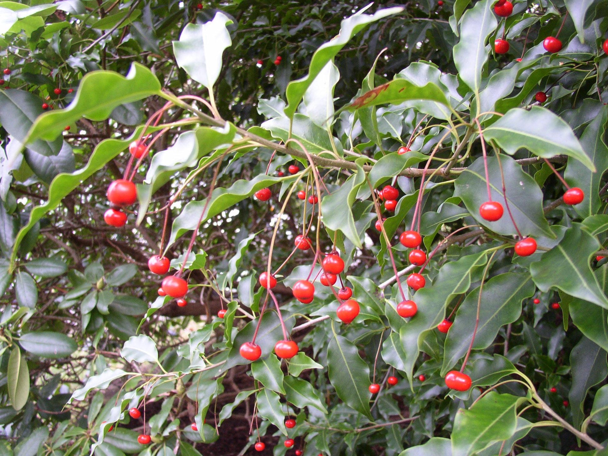 Ilex Pedunculosa Female - View 10 from www redcrocus com