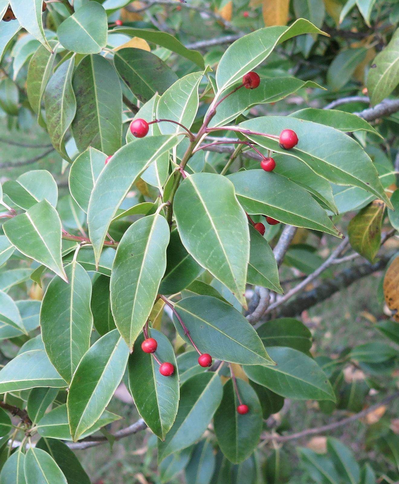 Ilex Pedunculosa Female - View 4 from www redcrocus com