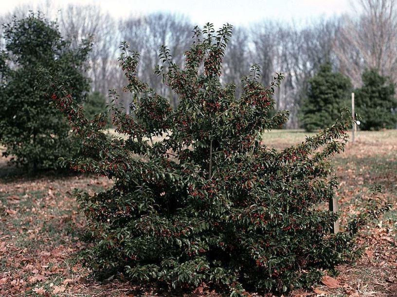 Ilex Pedunculosa Female - View 5 from www redcrocus com