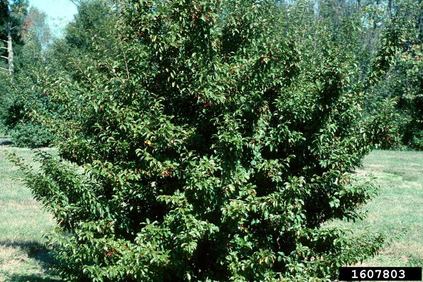 Ilex Pedunculosa Female - View 7 from www redcrocus com