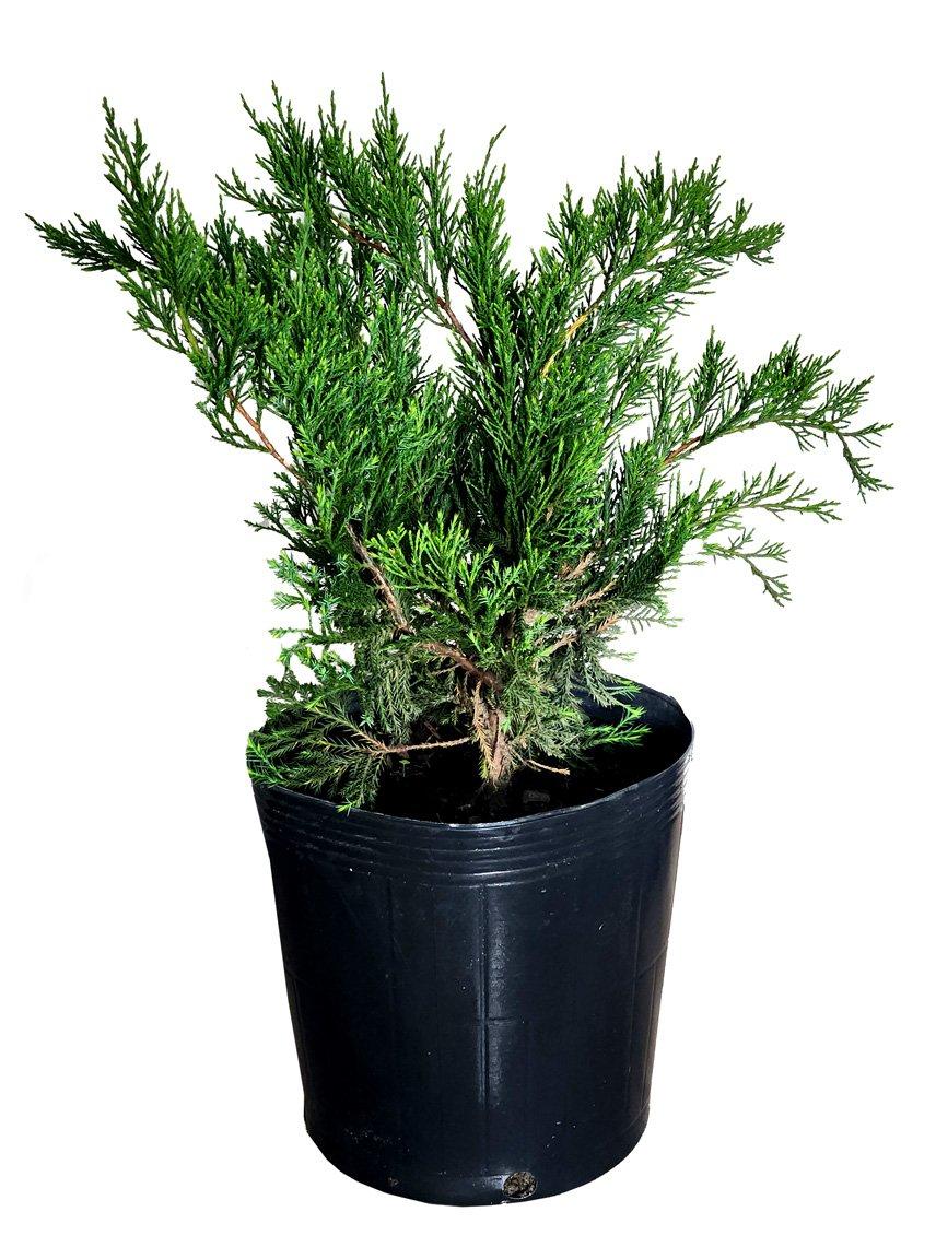 Juniperus Chinensis Sea Green - View 19 from www redcrocus com