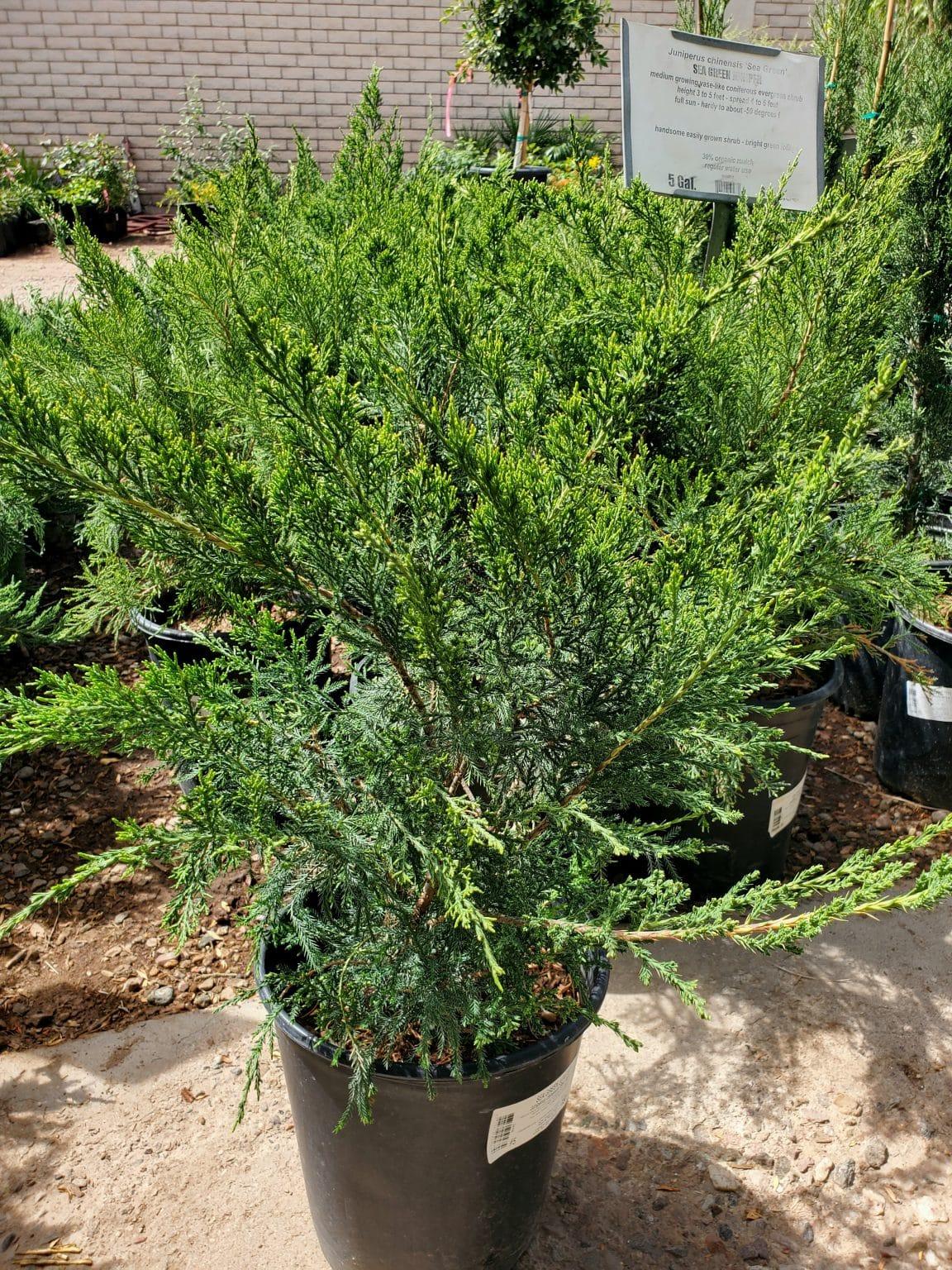 Juniperus Chinensis Sea Green - View 8 from www redcrocus com