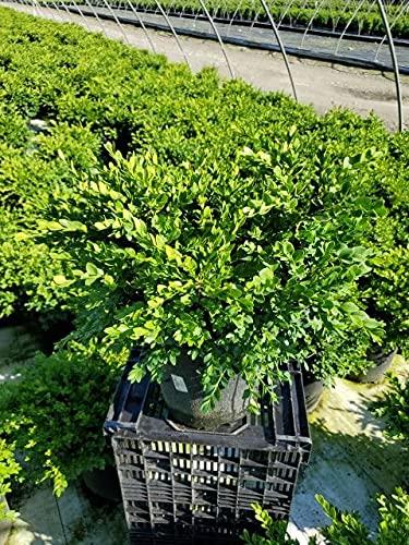 Buxus Microphylla Green Velvet - View 15 from www redcrocus com