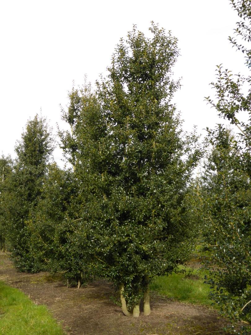 RedCrocus 'Dragon Lady' Holly Ilex aquipernyi | Evergreen Shrub with Red Berries | Garden & Landscape Plant  7/8' h B&B