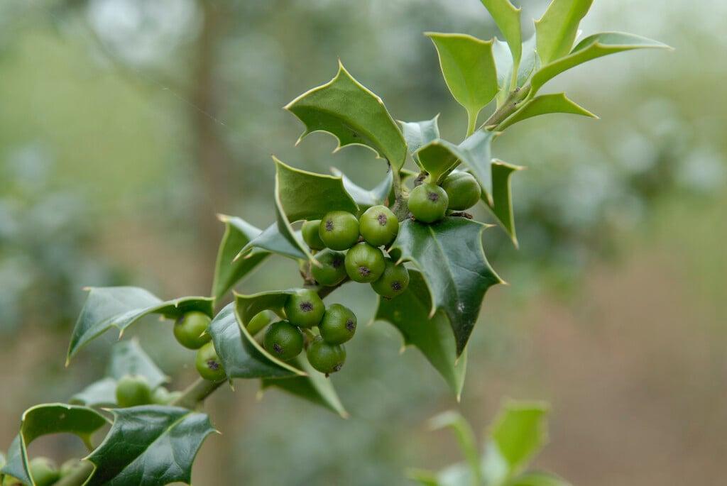 RedCrocus 'Dragon Lady' Holly Ilex aquipernyi | Evergreen Shrub with Red Berries | Garden & Landscape Plant  7/8' h B&B
