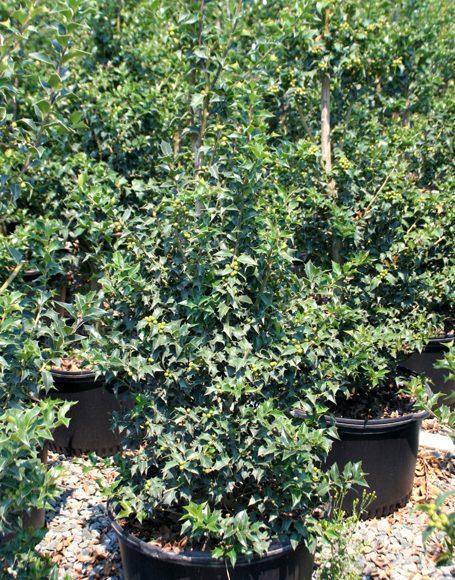 RedCrocus 'Dragon Lady' Holly Ilex aquipernyi | Evergreen Shrub with Red Berries | Garden & Landscape Plant  7/8' h B&B