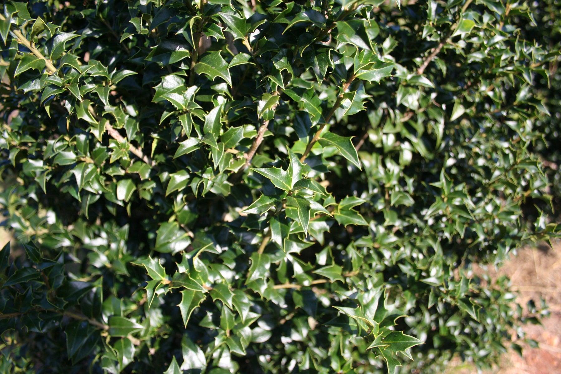 RedCrocus 'Dragon Lady' Holly Ilex aquipernyi | Evergreen Shrub with Red Berries | Garden & Landscape Plant  7/8' h B&B