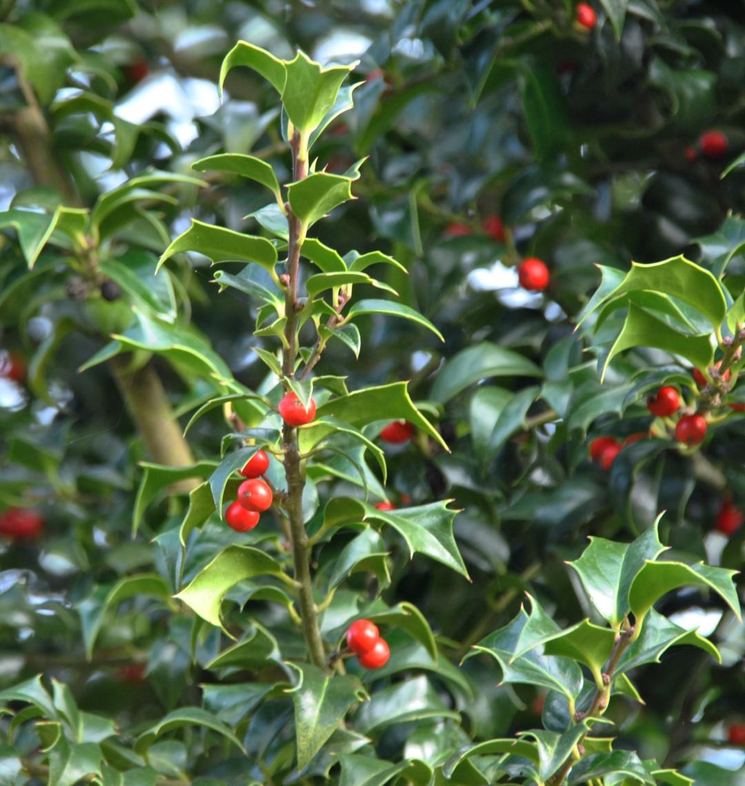 RedCrocus 'Dragon Lady' Holly Ilex aquipernyi | Evergreen Shrub with Red Berries | Garden & Landscape Plant  7/8' h B&B