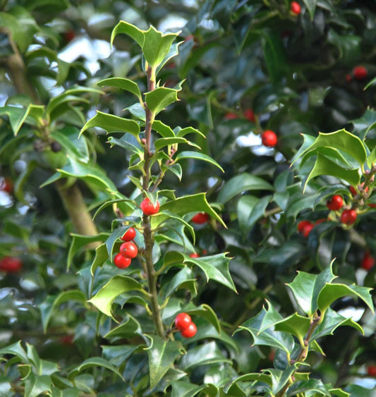 Ilex Aquipernyi Dragon Lady - View 1 from www redcrocus com