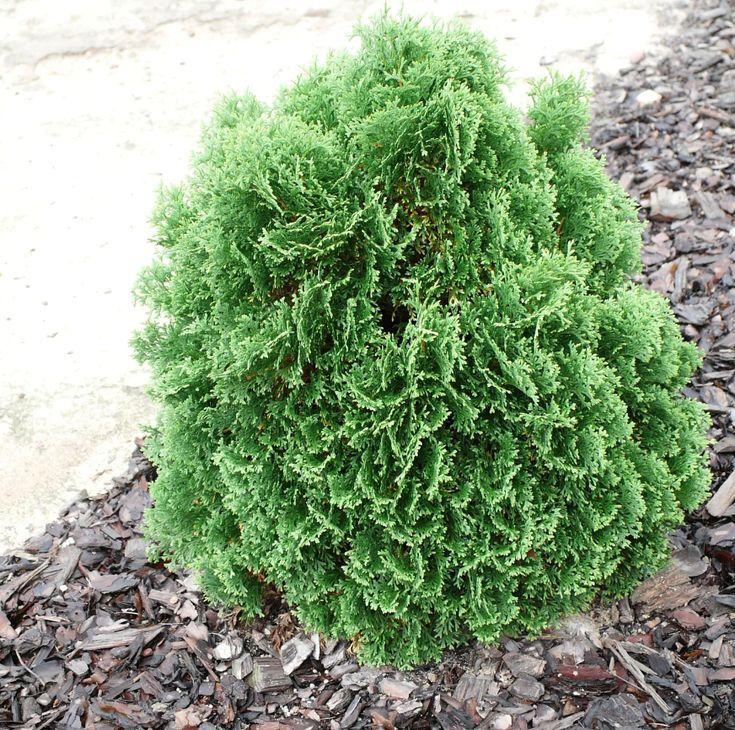 Thuja Occidentalis Little Giant - View 10 from www redcrocus com