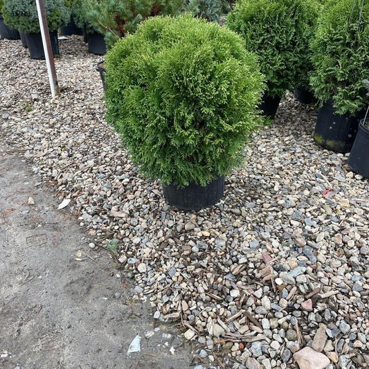 Thuja Occidentalis Little Giant - View 11 from www redcrocus com