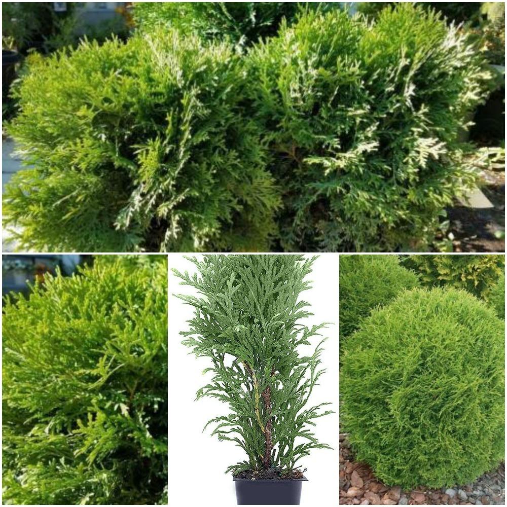 Thuja Occidentalis Little Giant - View 12 from www redcrocus com
