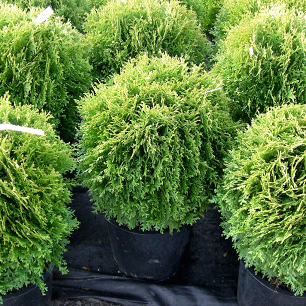 Thuja Occidentalis Little Giant - View 14 from www redcrocus com