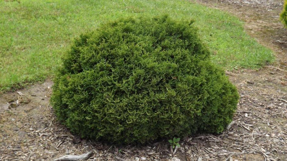 Thuja Occidentalis Little Giant - View 15 from www redcrocus com