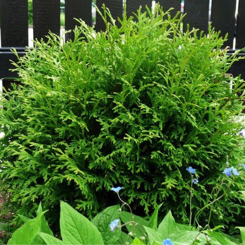 Thuja Occidentalis Little Giant - View 18 from www redcrocus com