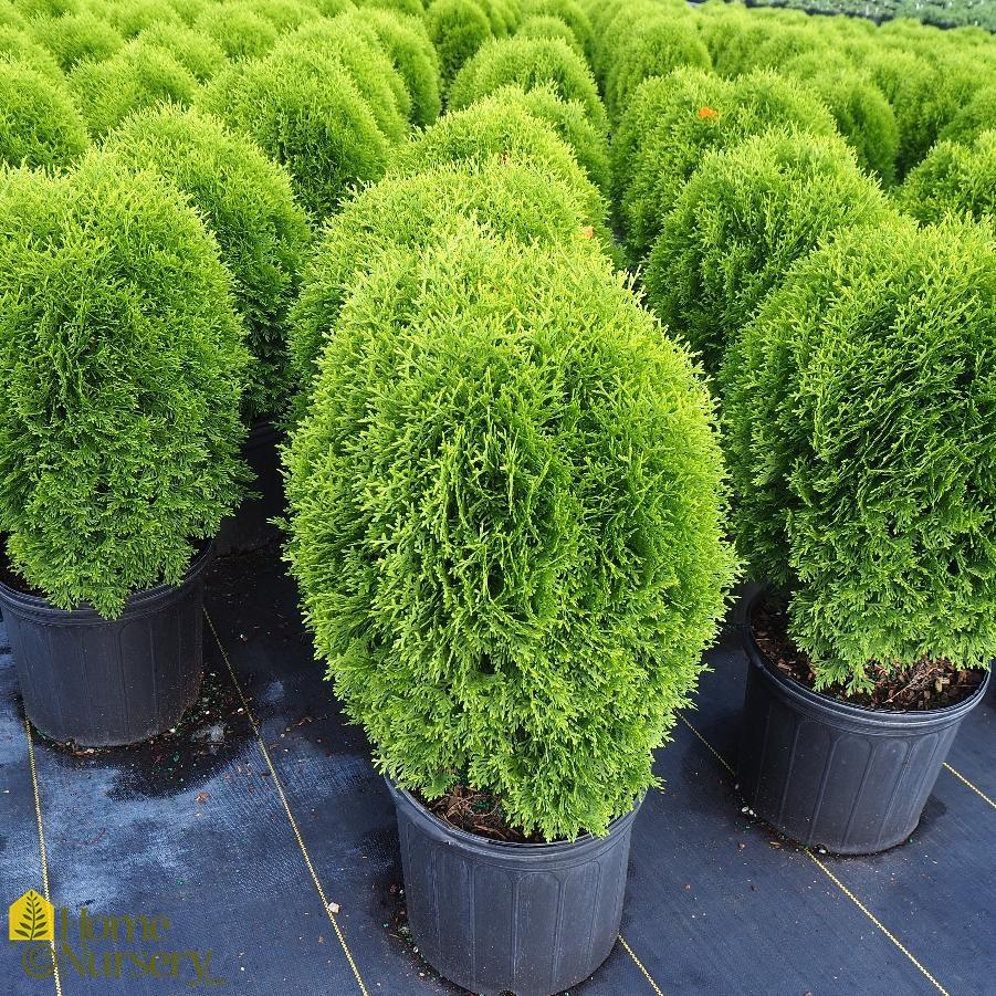 Thuja Occidentalis Little Giant - View 1 from www redcrocus com