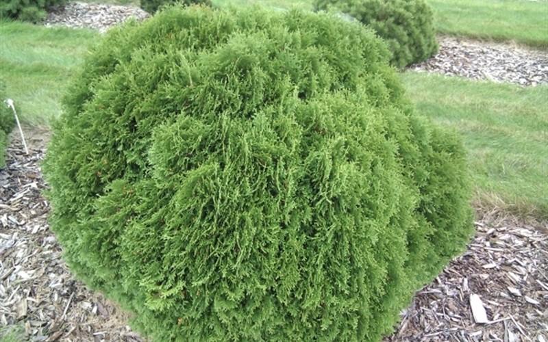 Thuja Occidentalis Little Giant - View 4 from www redcrocus com