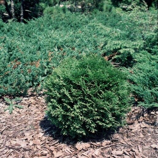 Thuja Occidentalis Little Giant - View 5 from www redcrocus com