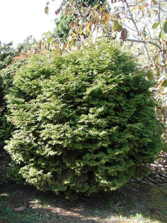 Chamaecyparis Pisifera Squarrosa Minima - View 1 from www redcrocus com