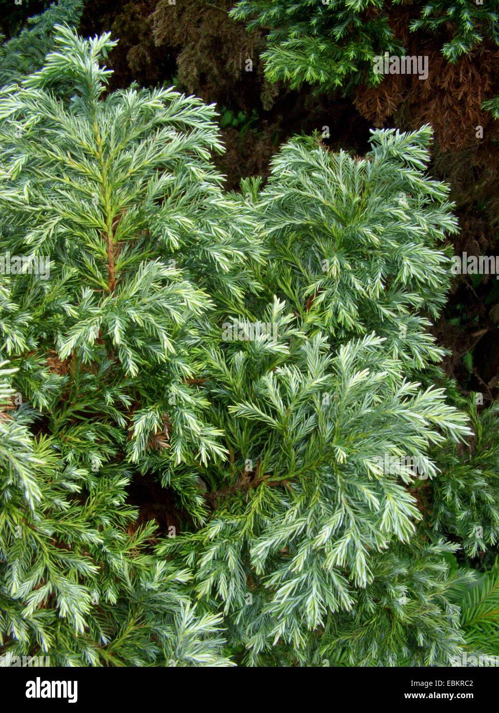 Chamaecyparis Pisifera Squarrosa Minima - View 5 from www redcrocus com
