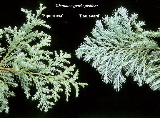 Chamaecyparis Pisifera Squarrosa Minima - View 7 from www redcrocus com