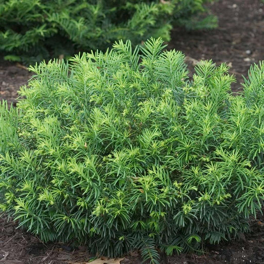 Cephalotaxus Harringtonia Duke Gardens - View 1 from www redcrocus com