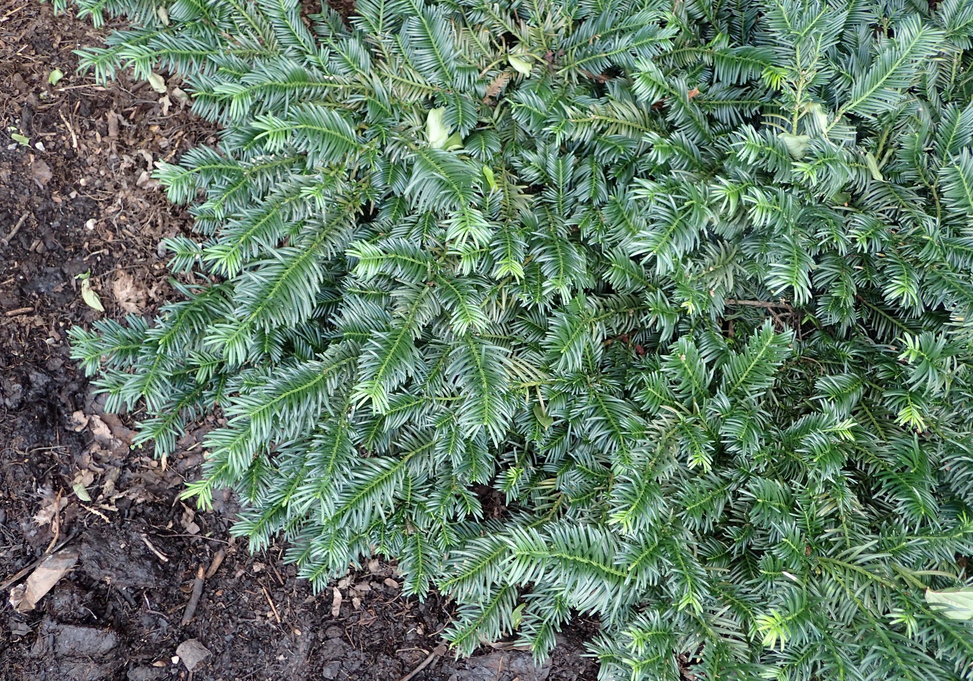 Cephalotaxus Harringtonia Duke Gardens - View 3 from www redcrocus com