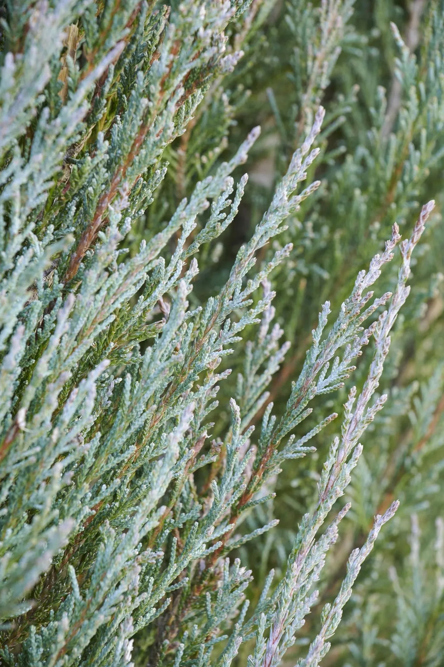 Juniperus Scopulorum Blue Arrow - View 13 from www redcrocus com