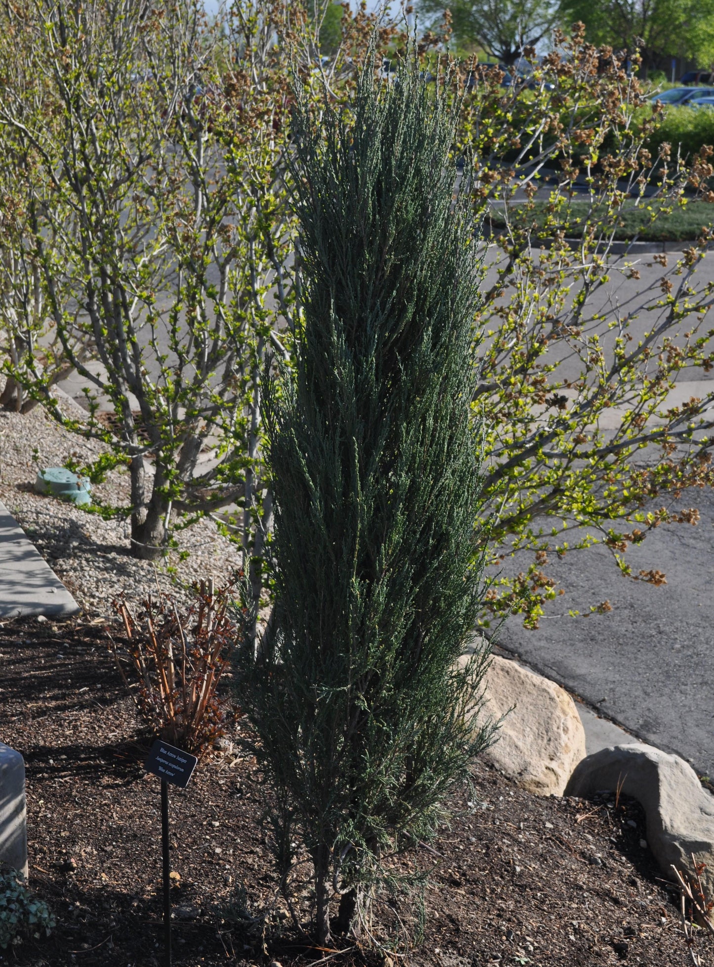 Juniperus Scopulorum Blue Arrow - View 13 from www redcrocus com
