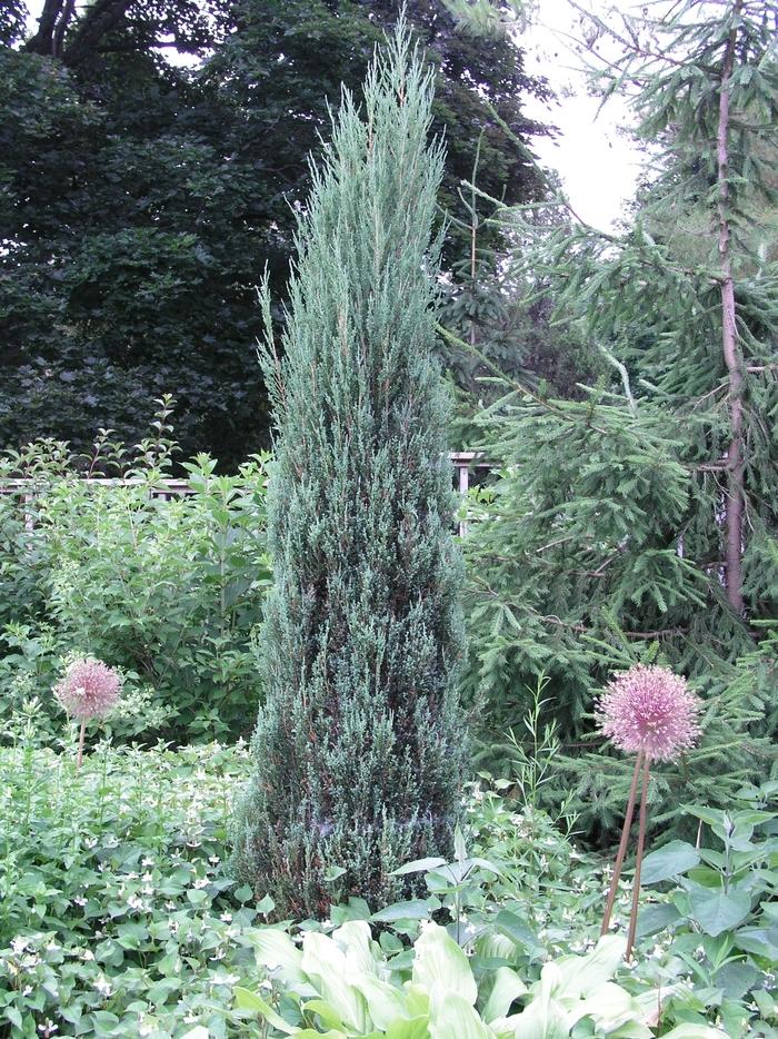 Juniperus Scopulorum Blue Arrow - View 17 from www redcrocus com