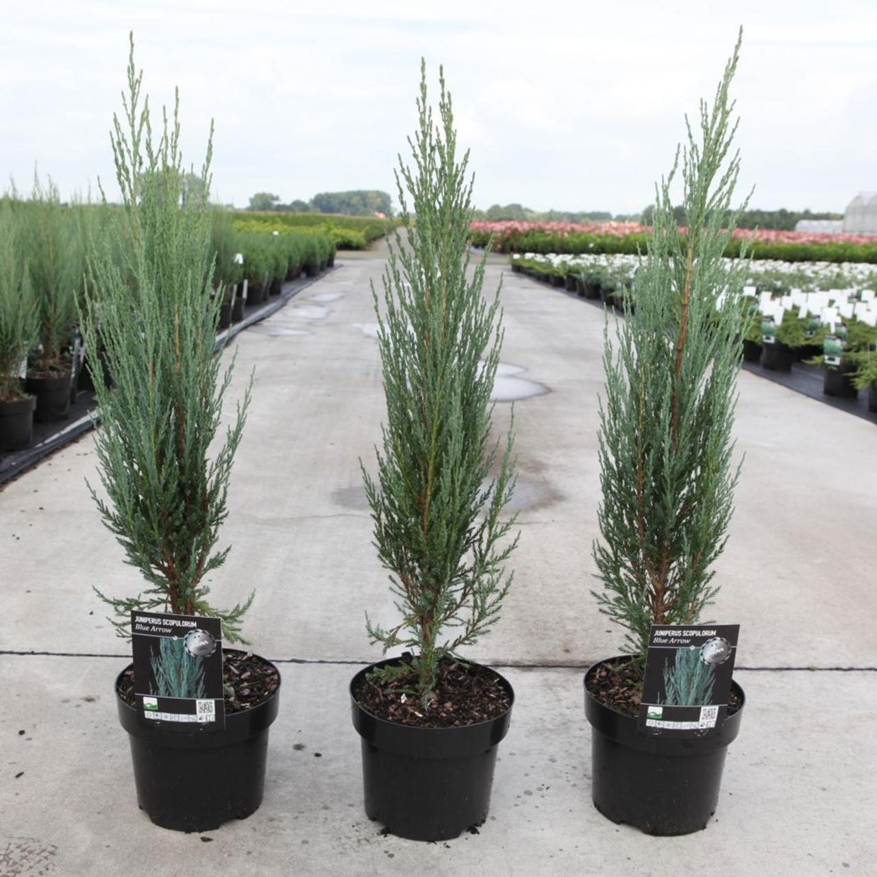 Juniperus Scopulorum Blue Arrow - View 19 from www redcrocus com
